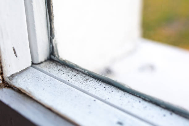 Professional Mold Removal in Cambridge, NE
