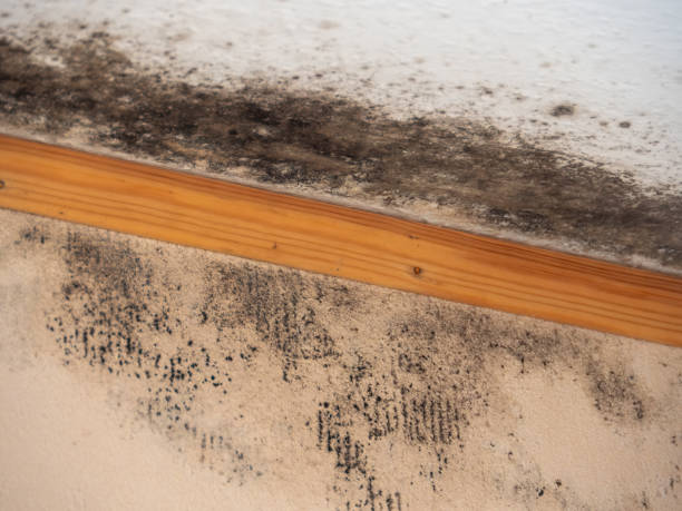 Best Basement Mold Removal  in Cambridge, NE