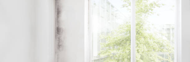 Best Mold Damage Restoration  in Cambridge, NE