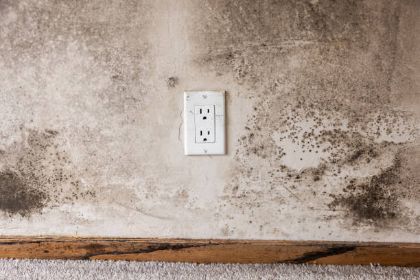 Best Air Quality Testing for Mold Spores  in Cambridge, NE