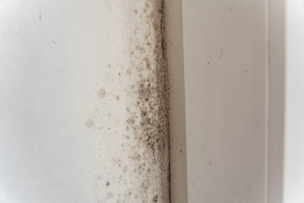 Mold Remediation for Vacation Homes in Cambridge, NE