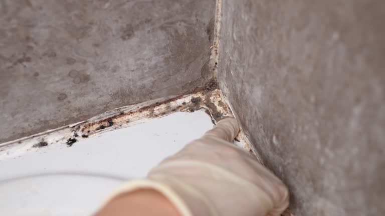Best Airborne Mold Testing  in Cambridge, NE